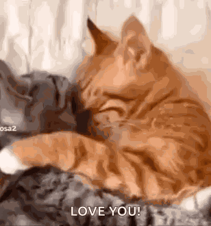 Cat Cat Kiss GIF