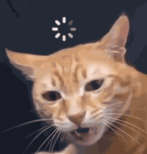 Cat Cat Loading GIF