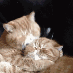Cat Cat Love GIF