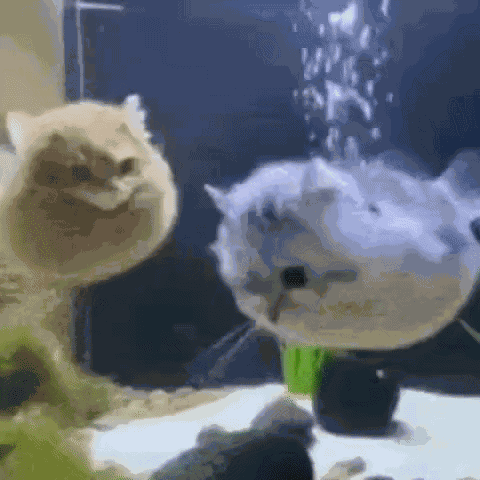 Cat Cat Meme GIF