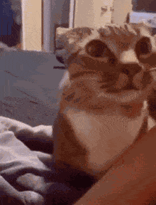 Cat Cat Meme GIF