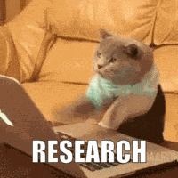 Cat Cat Meme GIF