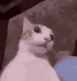 Cat Cat Meme GIF