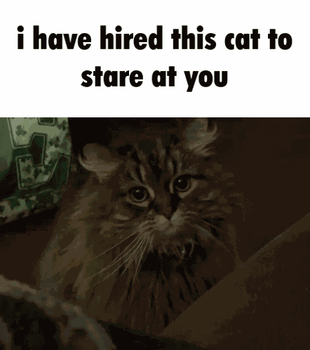 Cat Cat Meme GIF