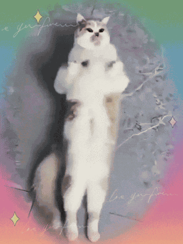 Cat Cat Meme GIF