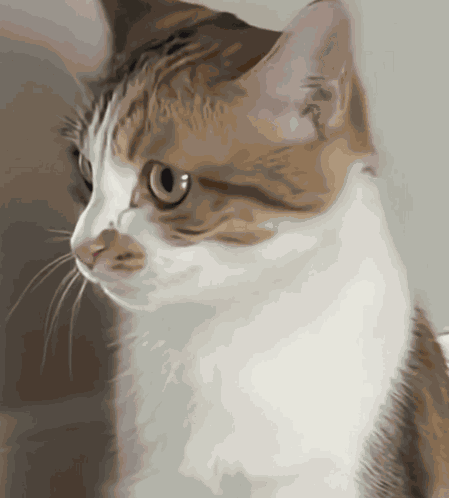 Cat Cat Meme GIF