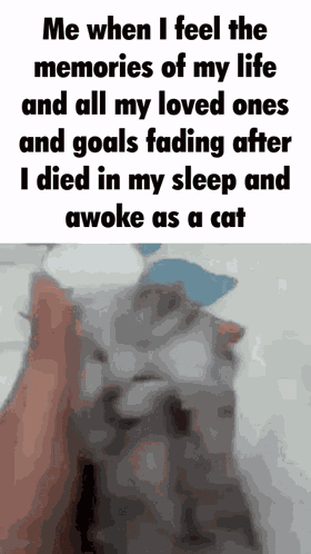 Cat Cat Meme GIF