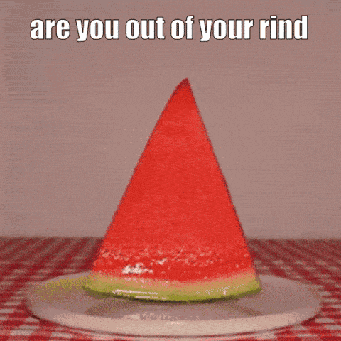 Cat Cat Meme GIF