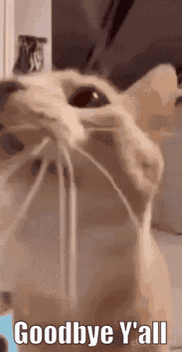 Cat Cat Meme GIF