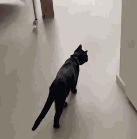 Cat Cat Meme GIF