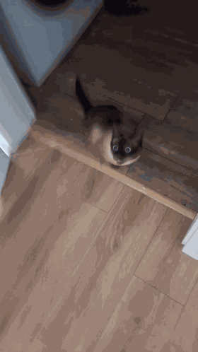 Cat Cat Meme GIF