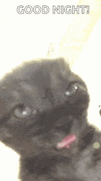 Cat Cat Meme GIF