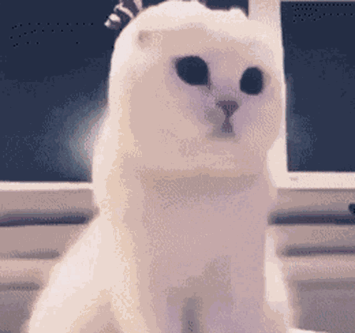 Cat Cat Meme GIF
