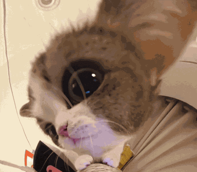 Cat Cat Meme GIF