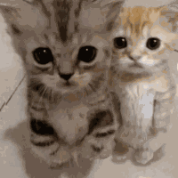 Cat Cat Meme GIF
