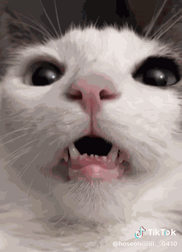 Cat Cat Meme GIF