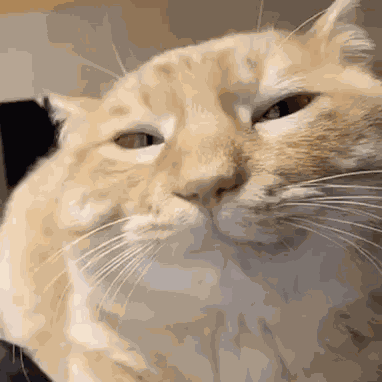 Cat Cat Meme GIF