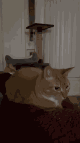 Cat Cat Meme GIF