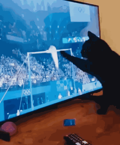 Cat Cat Meme GIF