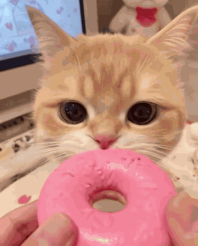 Cat Cat Meme GIF