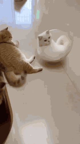 Cat Cat Meme GIF