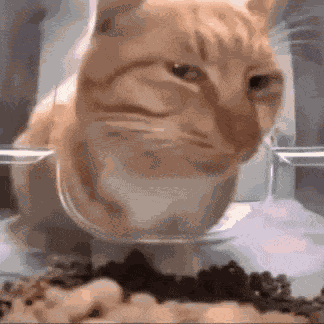 Cat Cat Meme GIF