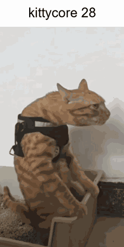 Cat Cat Meme GIF