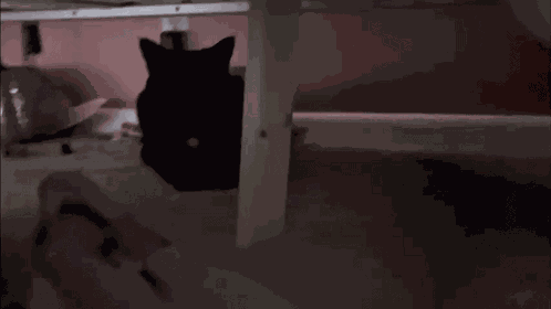 Cat Cat Meme GIF