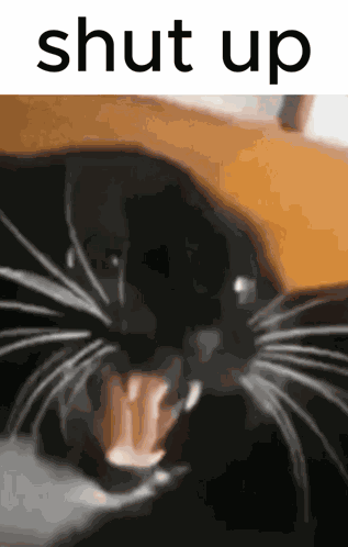 Cat Cat Meme GIF