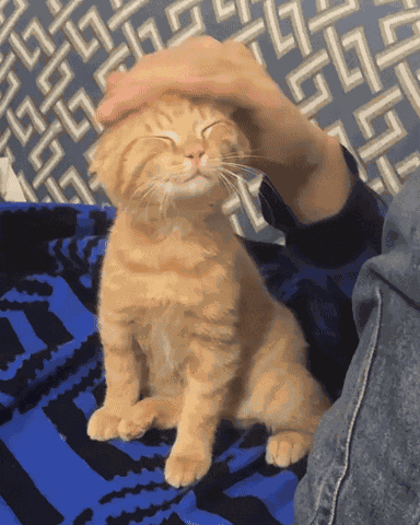 Cat Cat Pet GIF