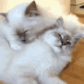 Cat Cat Playing GIF