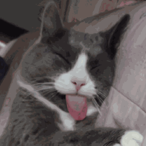 Cat Cat Silly GIF