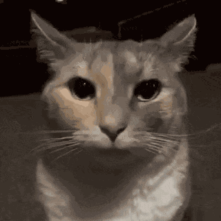 Cat Cat Staring GIF
