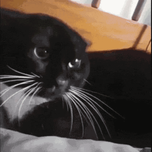 Cat Cat Violence GIF