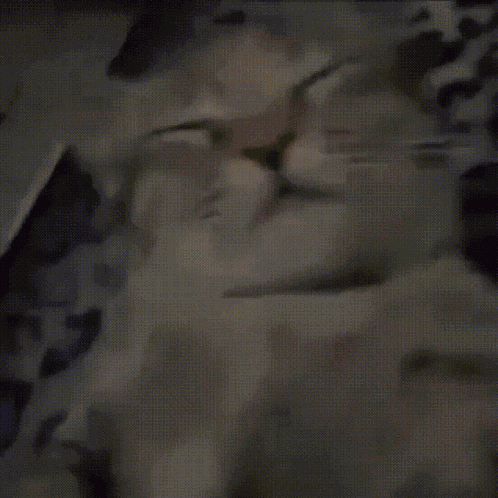 Cat Cat Waking Up GIF