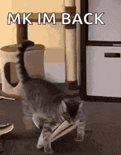 Cat Cat Walk GIF