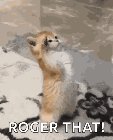 Cat Cat With Wiered And Cute Reactions GIF