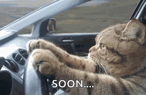 Cat Catdriving GIF