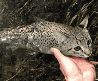 Cat Catfish GIF