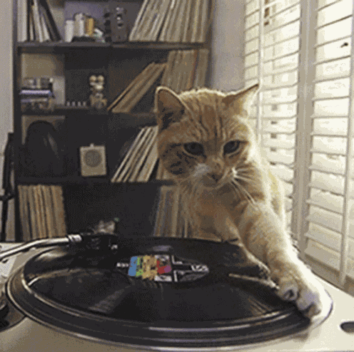 Cat Catjam GIF