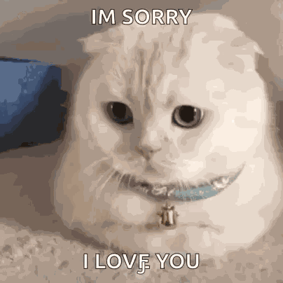 Cat Cats GIF