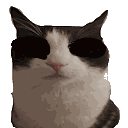 Cat Cats Sticker