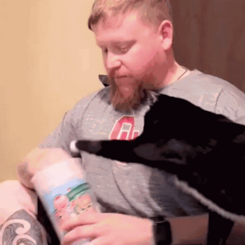 Cat Cats GIF