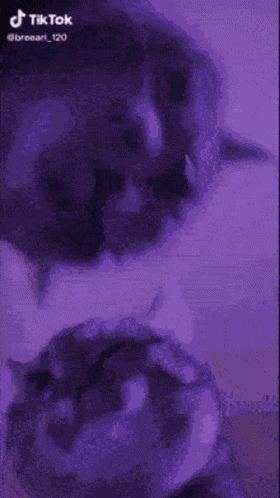 Cat Cats GIF