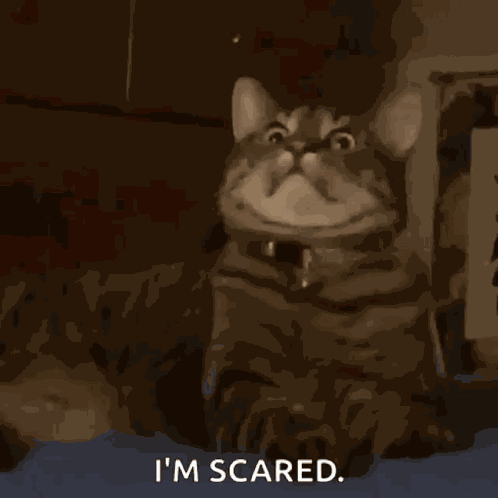 Cat Cats GIF