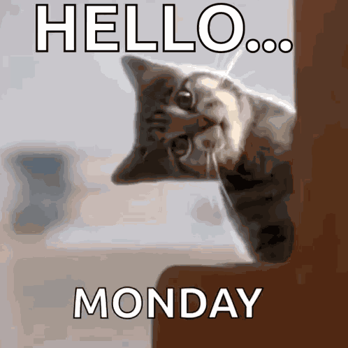 Cat Cats GIF