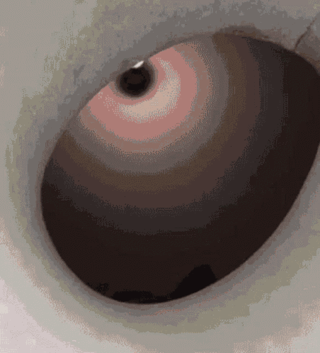Cat Cats GIF