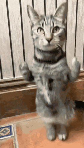 Cat Cats GIF