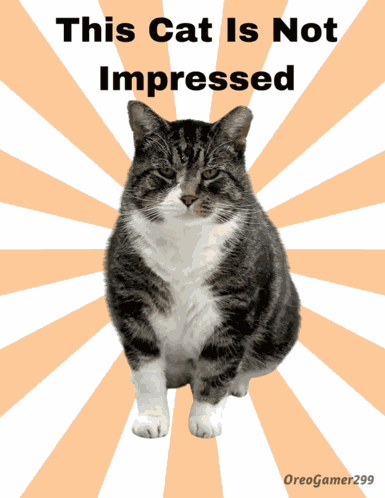 Cat Cats GIF