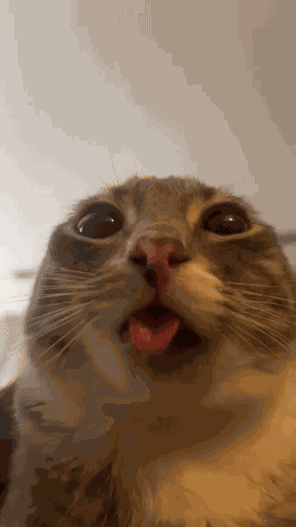 Cat Cats GIF